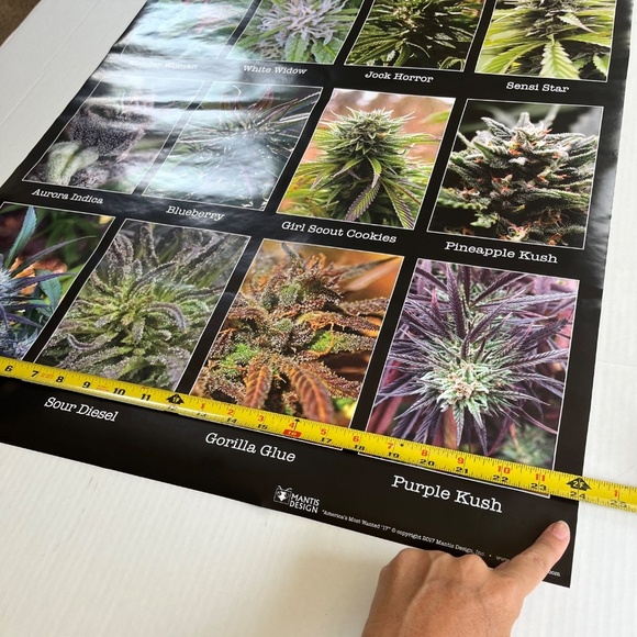 Americas Most Wanted Cannabis Large Wall Poster College Collection 24x36 inch - Picture 2 of 6